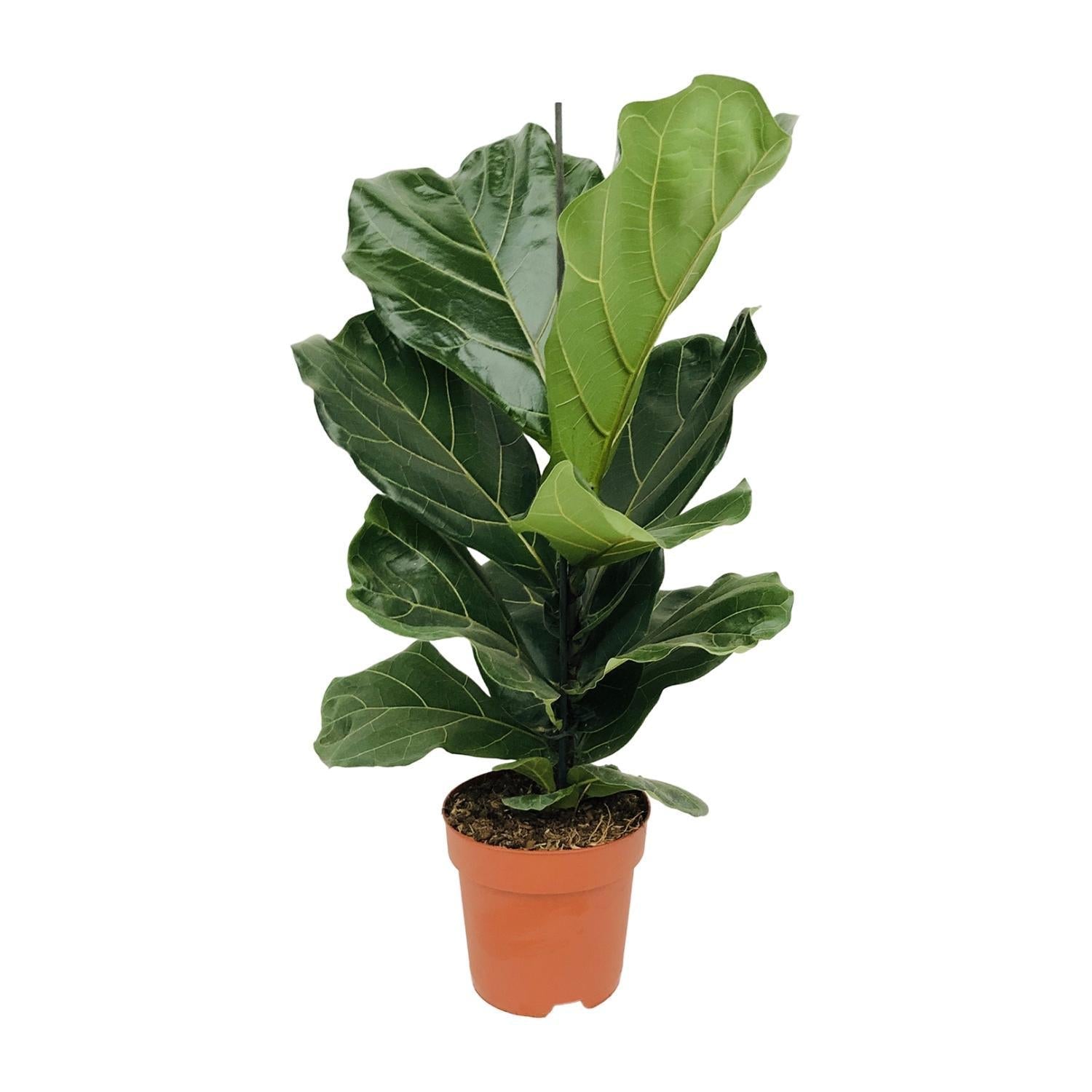 Ficus Lyrata - ↕75cm - Ø21 - Sierplantenshop