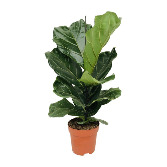 Ficus Lyrata - ↕75cm - Ø21 - Sierplantenshop