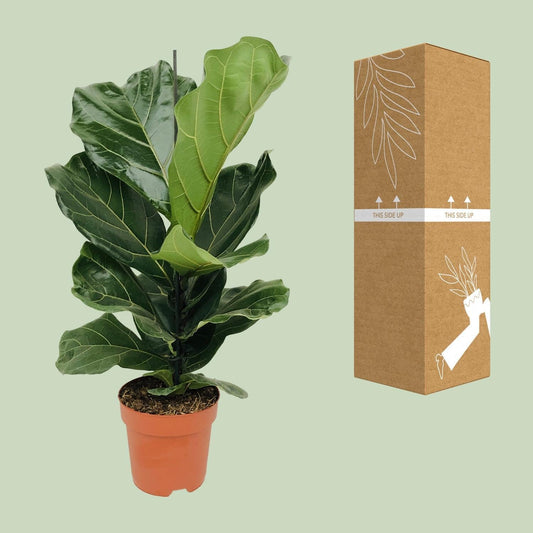 Ficus Lyrata - ↕75cm - Ø21 - Sierplantenshop