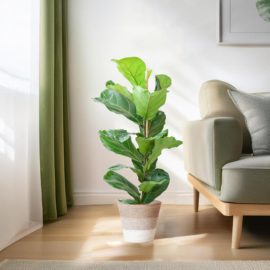 Ficus Lyrata met Mand Lissabon wit - ↕80cm - Ø21 - Sierplantenshop