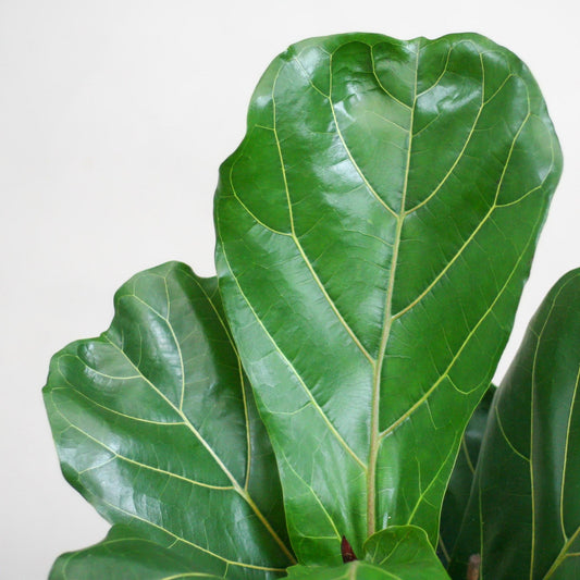 Ficus Lyrata met Mand Lissabon wit - ↕80cm - Ø21 - Sierplantenshop