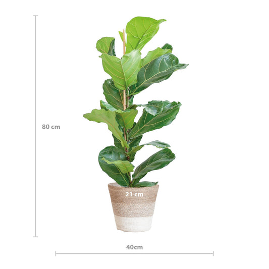 Ficus Lyrata met Mand Lissabon wit - ↕80cm - Ø21 - Sierplantenshop