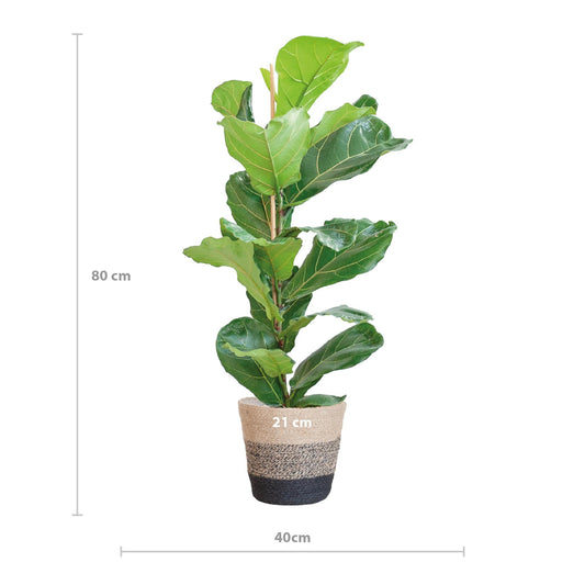 Ficus Lyrata met Mand Lissabon zwart - ↕80cm - Ø21 - Sierplantenshop