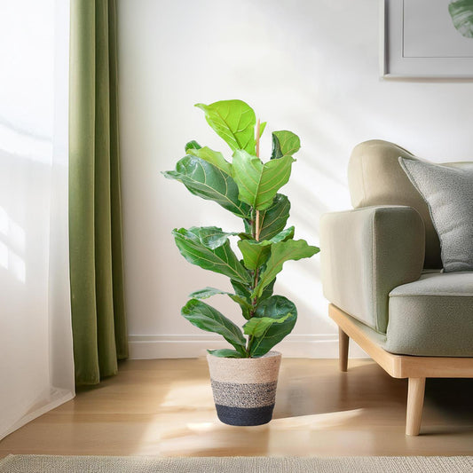 Ficus Lyrata met Mand Lissabon zwart - ↕80cm - Ø21 - Sierplantenshop