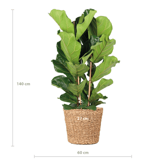 Ficus Lyrata met Torun mand - ↕140cm - Ø27 - Sierplantenshop