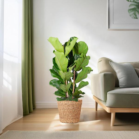 Ficus Lyrata met Torun mand - ↕140cm - Ø27 - Sierplantenshop