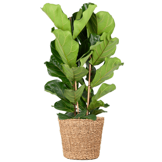 Ficus Lyrata met Torun mand - ↕140cm - Ø27 - Sierplantenshop