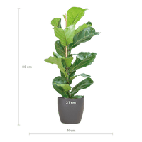 Ficus Lyrata met Viber pot grijs - ↕80cm - Ø21 - Sierplantenshop