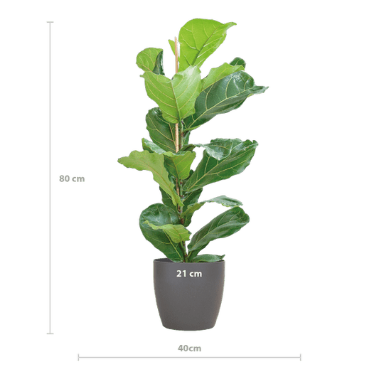 Ficus Lyrata met Viber pot grijs - ↕80cm - Ø21 - Sierplantenshop