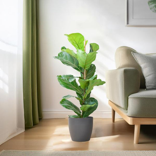 Ficus Lyrata met Viber pot grijs - ↕80cm - Ø21 - Sierplantenshop