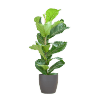Ficus Lyrata met Viber pot grijs - ↕80cm - Ø21 - Sierplantenshop
