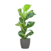 Ficus Lyrata met Viber pot grijs - ↕80cm - Ø21 - Sierplantenshop