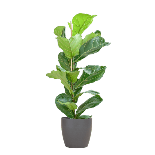 Ficus Lyrata met Viber pot grijs - ↕80cm - Ø21 - Sierplantenshop