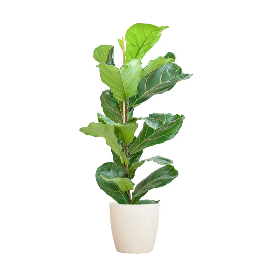 Ficus Lyrata met Viber pot wit - ↕80cm - Ø21 - Sierplantenshop