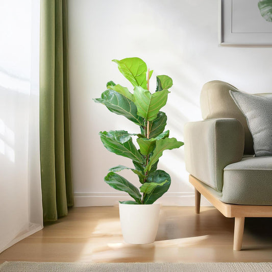 Ficus Lyrata met Viber pot wit - ↕80cm - Ø21 - Sierplantenshop