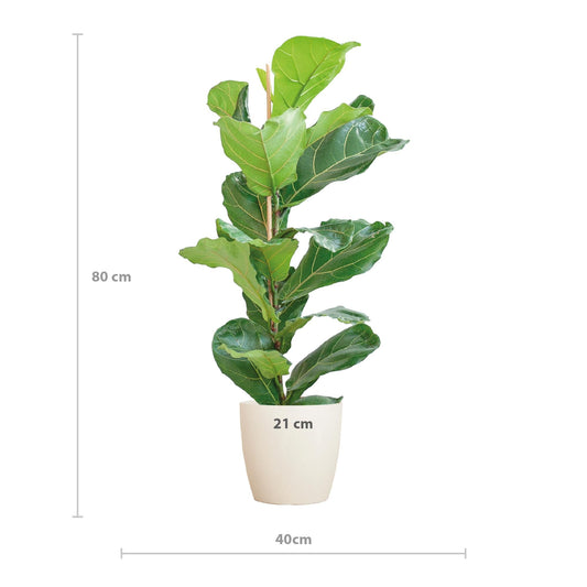 Ficus Lyrata met Viber pot wit - ↕80cm - Ø21 - Sierplantenshop