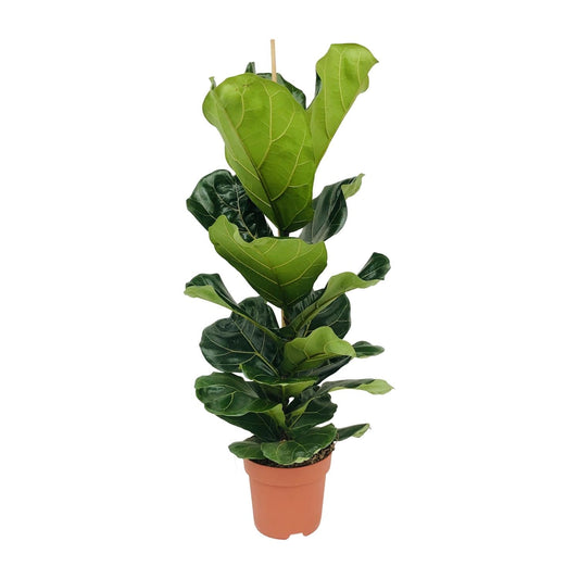 Ficus Lyrata - Ø21cm - ↕100cm - Sierplantenshop