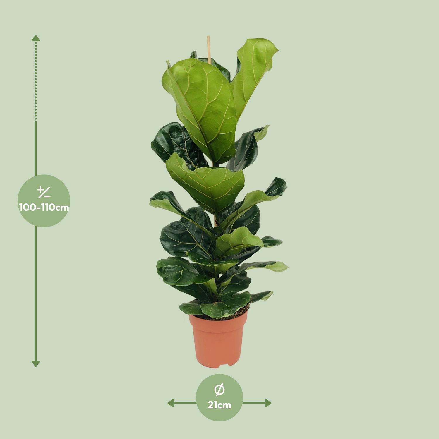 Ficus Lyrata - Ø21cm - ↕100cm - Sierplantenshop