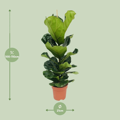 Ficus Lyrata - Ø21cm - ↕100cm - Sierplantenshop