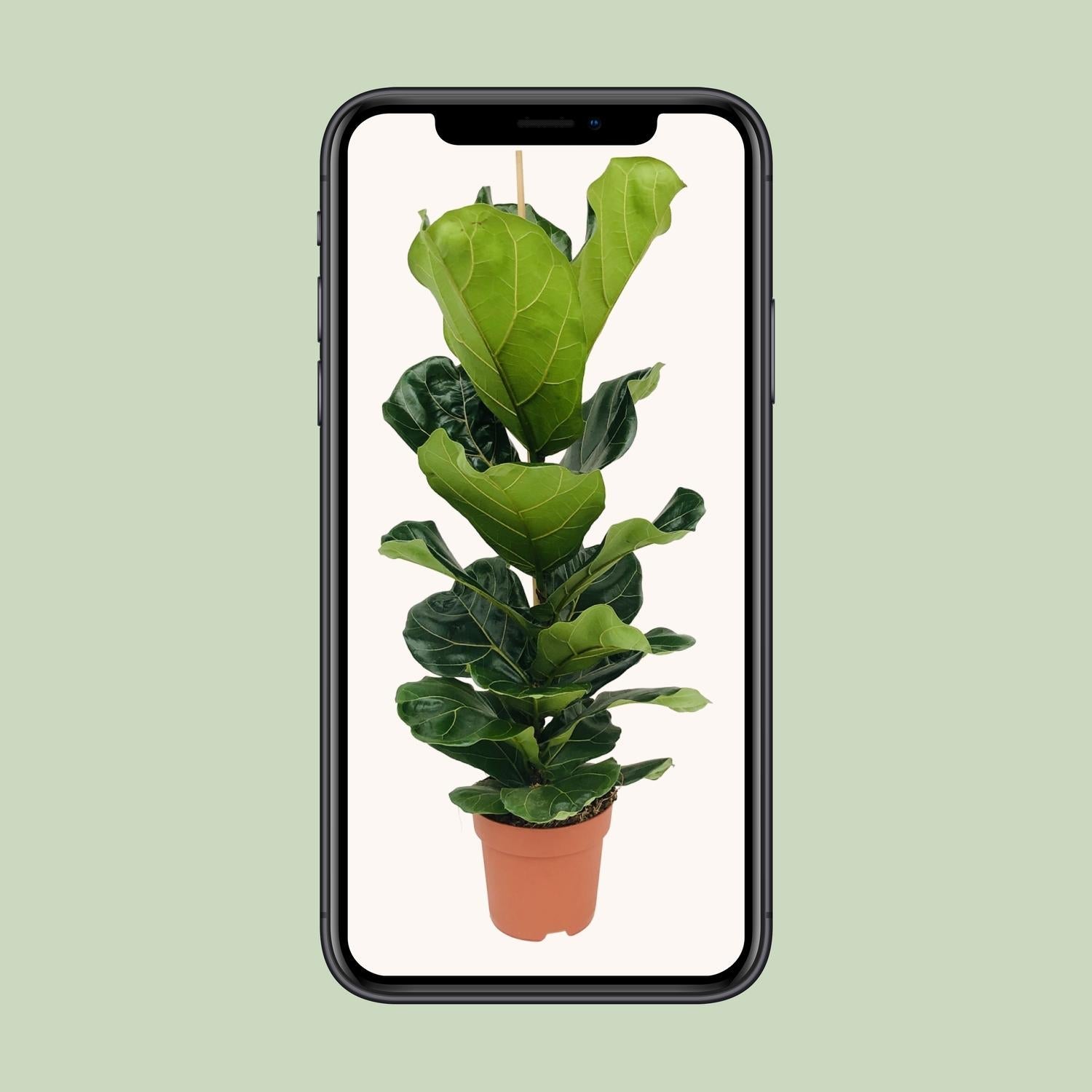 Ficus Lyrata - Ø21cm - ↕100cm - Sierplantenshop