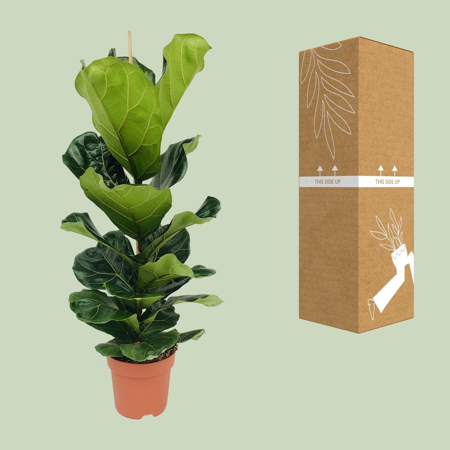 Ficus Lyrata - Ø21cm - ↕100cm - Sierplantenshop