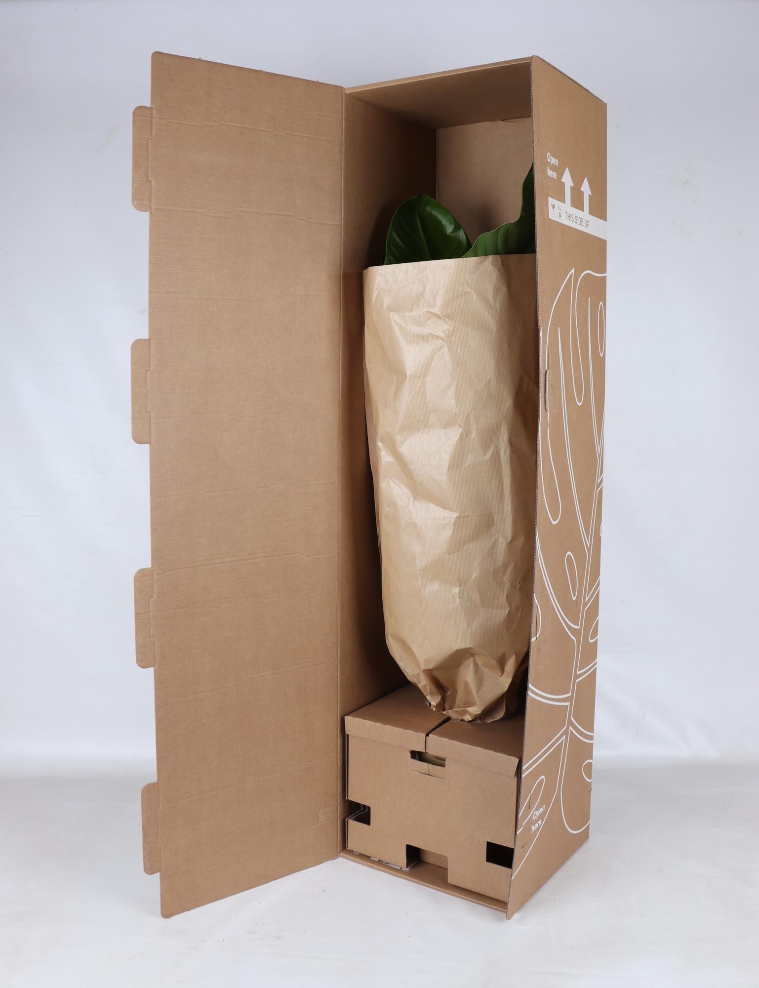 Ficus Lyrata (vertakt) - Ø24cm - ↕110cm - Sierplantenshop