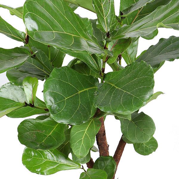 Ficus Lyrata (vertakt) - Ø24cm - ↕110cm - Sierplantenshop