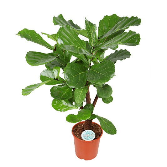 Ficus Lyrata (vertakt) - Ø24cm - ↕110cm - Sierplantenshop