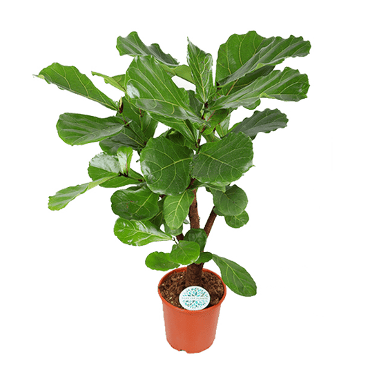 Ficus Lyrata (vertakt) - Ø24cm - ↕110cm - Sierplantenshop