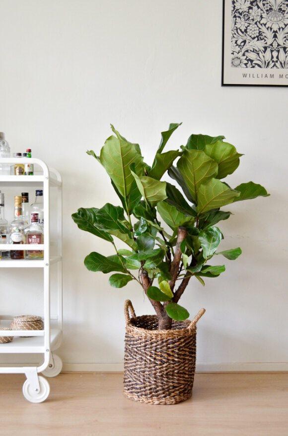 Ficus Lyrata (vertakt) - Ø24cm - ↕110cm - Sierplantenshop