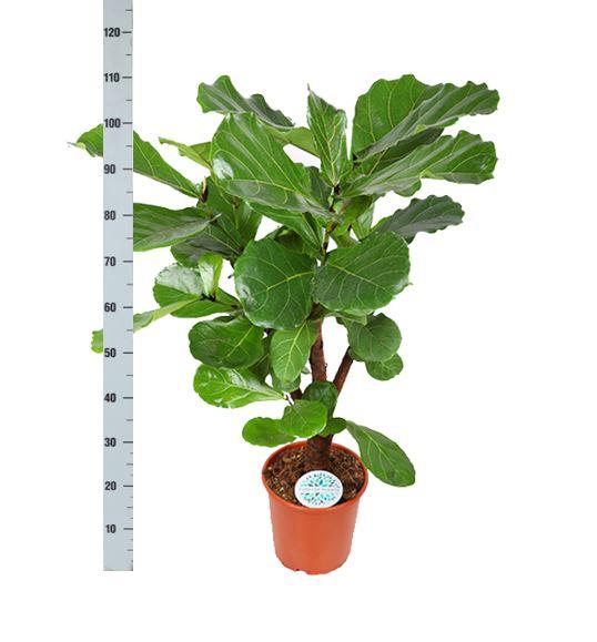 Ficus Lyrata (vertakt) - Ø24cm - ↕110cm - Sierplantenshop