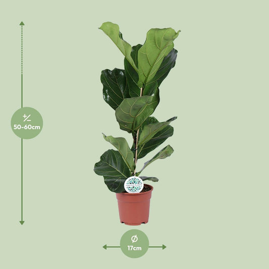 Ficus Lyrata - Vioolbladplant - ↕60cm - Ø17 - Sierplantenshop