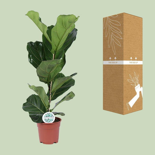 Ficus Lyrata - Vioolbladplant - ↕60cm - Ø17 - Sierplantenshop