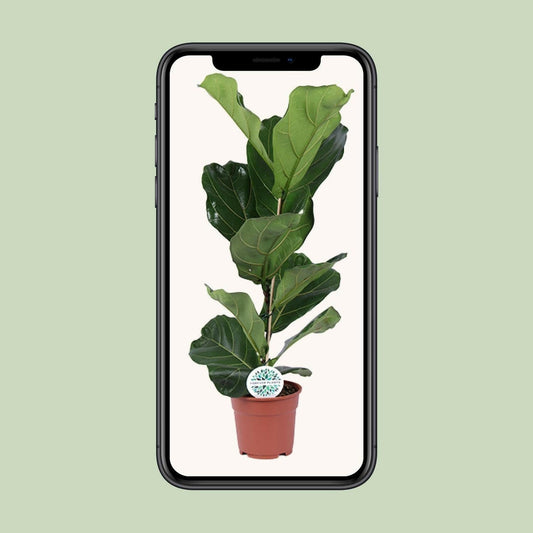 Ficus Lyrata - Vioolbladplant - ↕60cm - Ø17 - Sierplantenshop