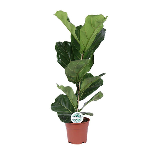 Ficus Lyrata - Vioolbladplant - ↕60cm - Ø17 - Sierplantenshop