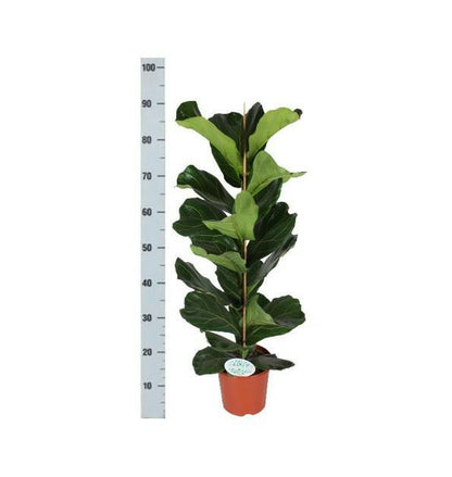 Ficus Lyrata - Vioolbladplant - ↕90cm - Ø21 - Sierplantenshop