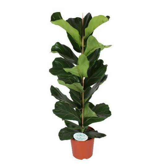 Ficus Lyrata - Vioolbladplant - ↕90cm - Ø21 - Sierplantenshop