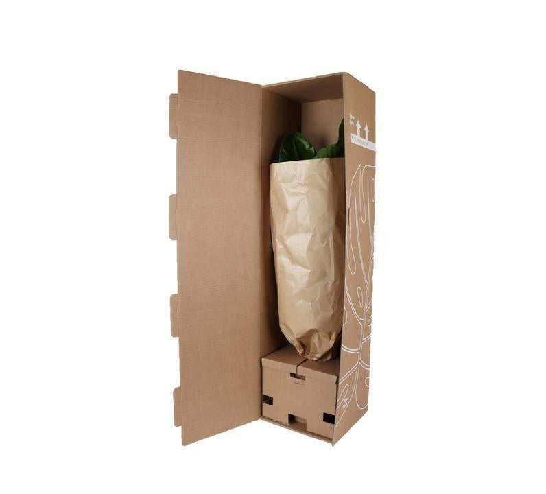 Ficus Lyrata - Vioolbladplant - ↕90cm - Ø21 - Sierplantenshop