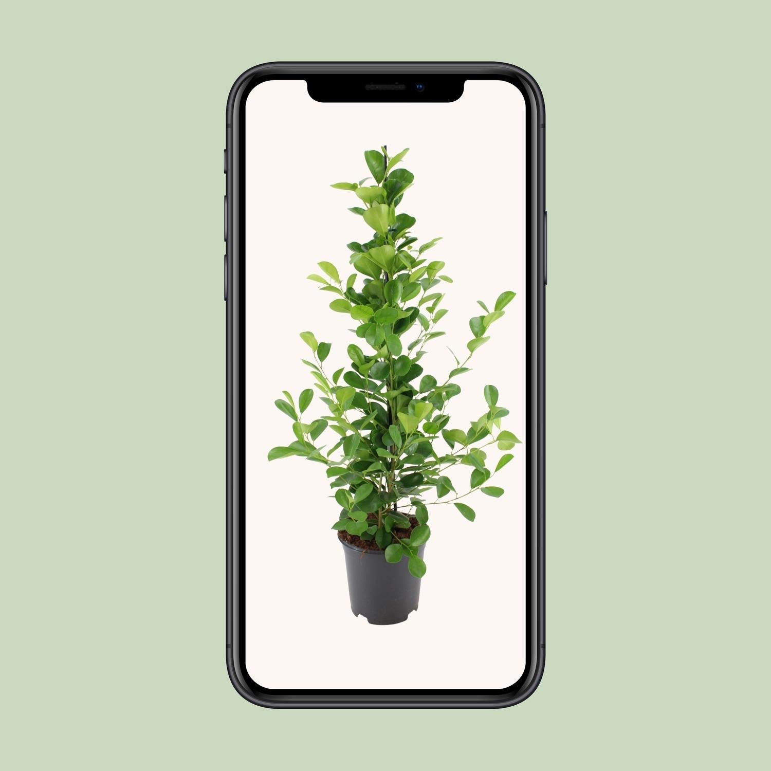 Ficus microcarpa Moclame - Ø21cm - ↕95cm - Sierplantenshop