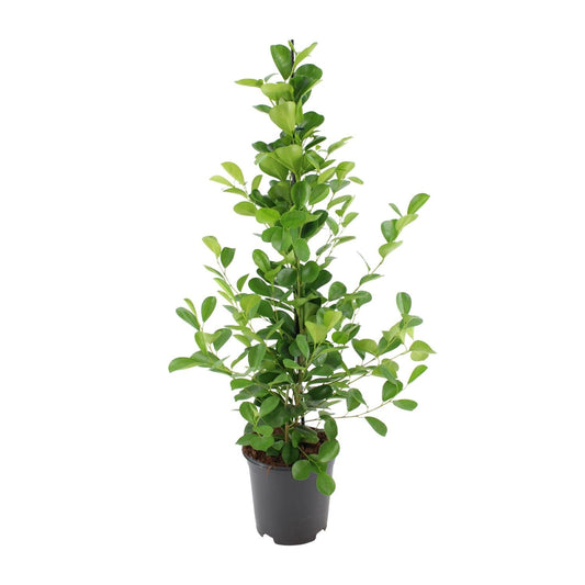 Ficus microcarpa Moclame - Ø21cm - ↕95cm - Sierplantenshop