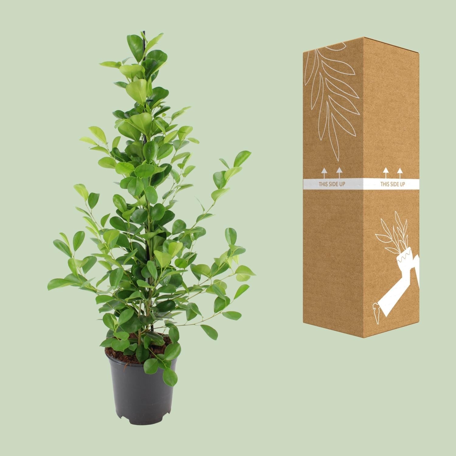 Ficus microcarpa Moclame - Ø21cm - ↕95cm - Sierplantenshop