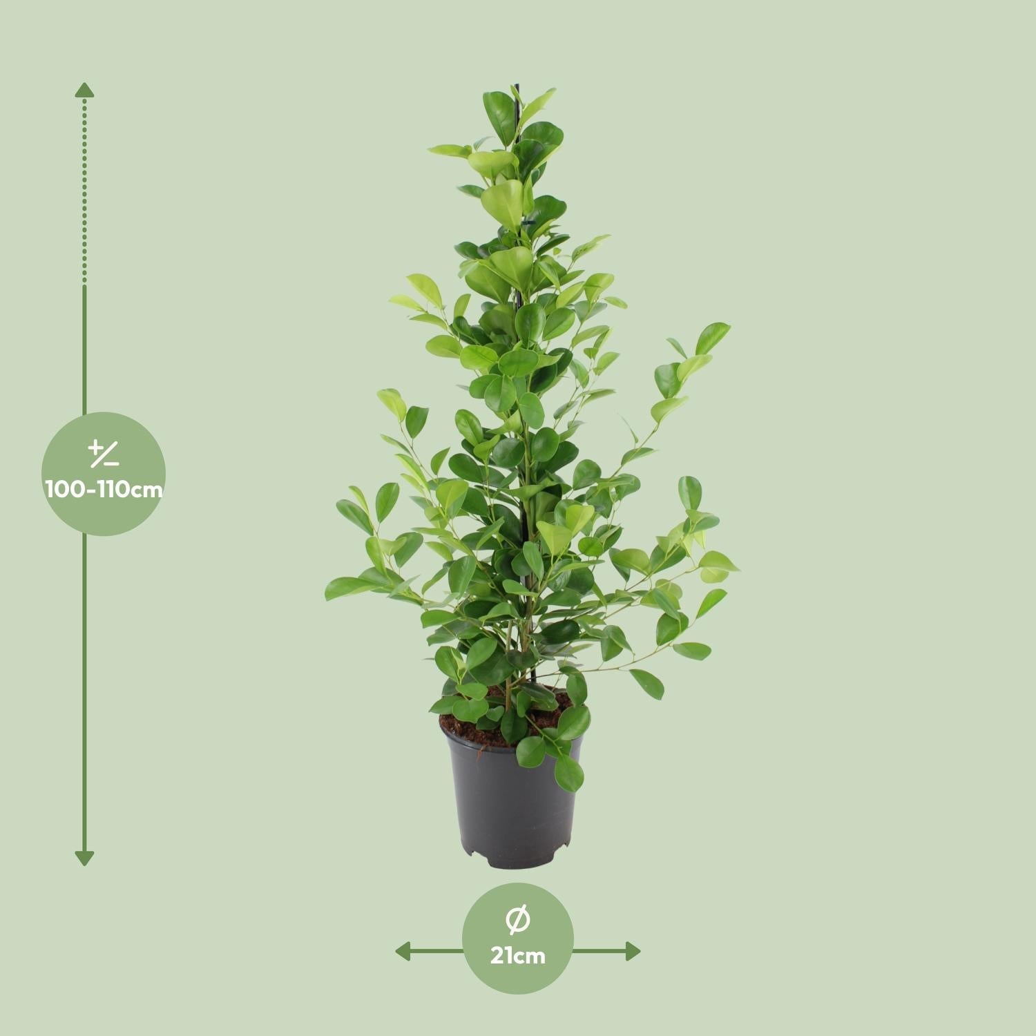 Ficus microcarpa Moclame - Ø21cm - ↕95cm - Sierplantenshop