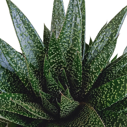 Gasteria 'd Due - Decoratieve Luchtzuiverende Plant - ↕15cm - Ø17 - Sierplantenshop