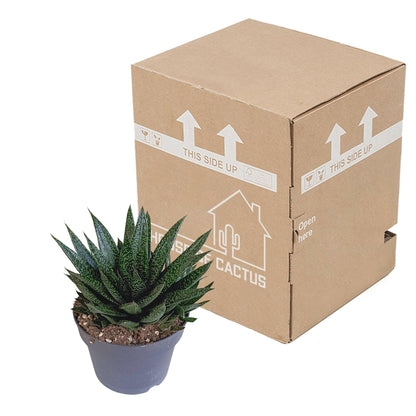 Gasteria 'd Due - Decoratieve Luchtzuiverende Plant - ↕15cm - Ø17 - Sierplantenshop