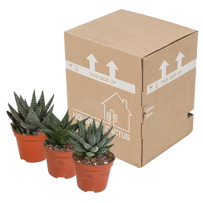 Gasteria en Haworthia Plantenmix - Set van 3 zonder Pot - Ø8 - Sierplantenshop