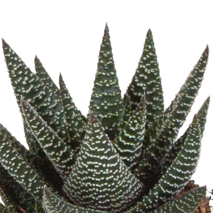 Gasteria en Haworthia Plantenmix - Set van 3 zonder Pot - Ø8 - Sierplantenshop