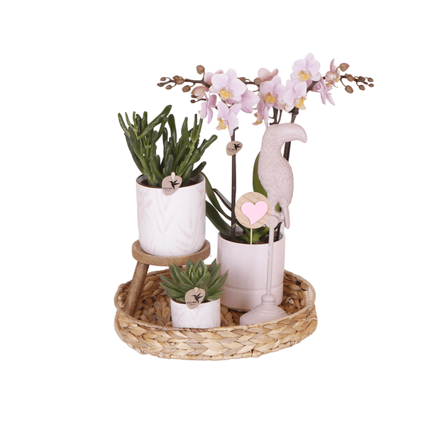 Gift set Love pink| Plantenset met roze Phalaenopsis Orchidee en Succulenten incl. keramieken sierpotten - Sierplantenshop