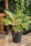 aglaonema plant - 5