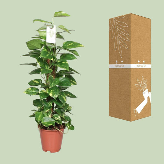 Gouden Pothos Plant - ↕80cm - Ø19 - Sierplantenshop