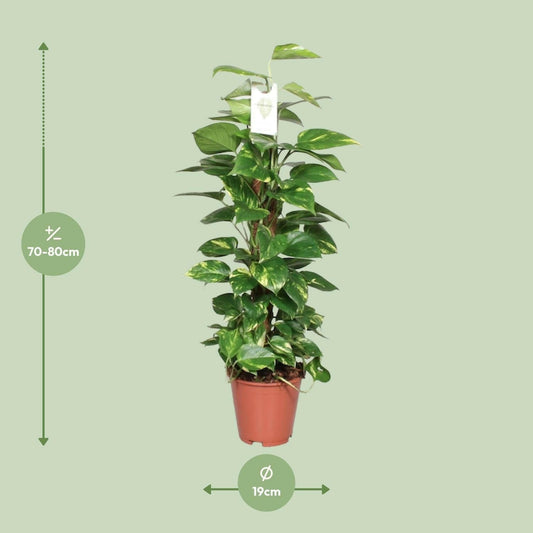 Gouden Pothos Plant - ↕80cm - Ø19 - Sierplantenshop